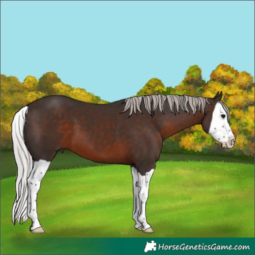 Horse Color:Silver Brown Splash