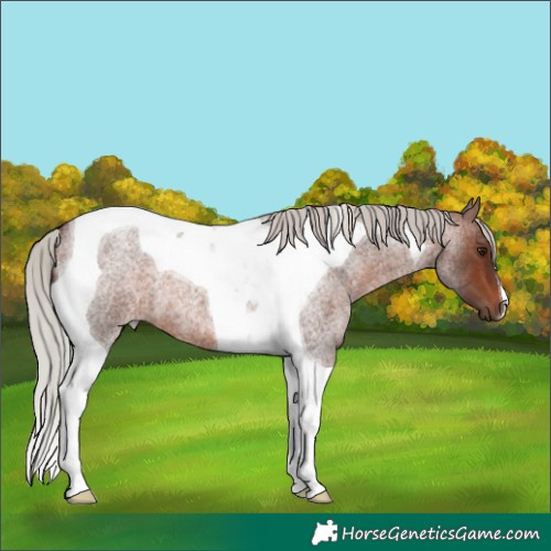 Horse Color:Silver Brown Roan Tobiano 