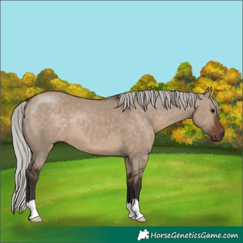 Horse Color:Silver Brown Dun 