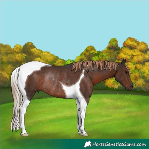 Horse Color:Liver Chestnut Tobiano Rabicano 