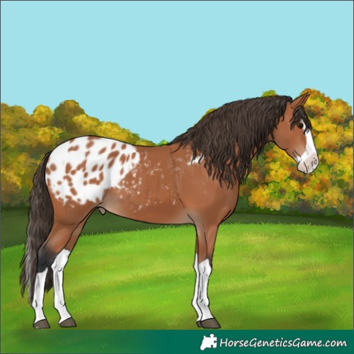 Horse Color:Bay Splash Appaloosa 