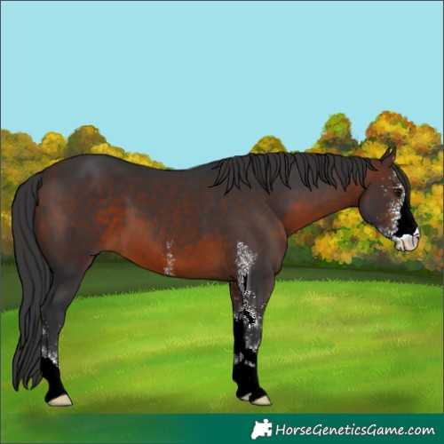 Horse Color:Brown Sabino 