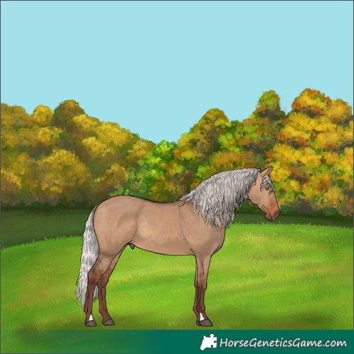 Horse Color:Silver Bay Dun Rabicano