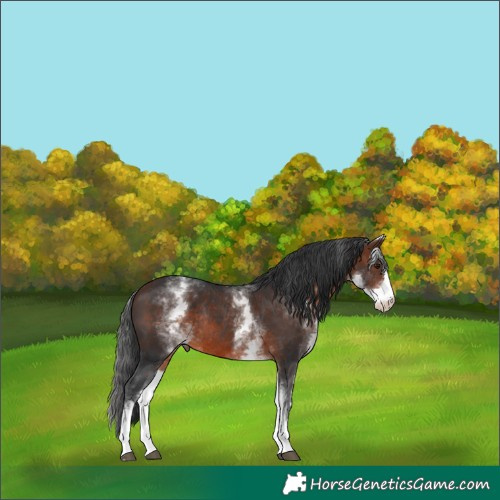 Horse Color:White Spotted Brown Sabino Rabicano 