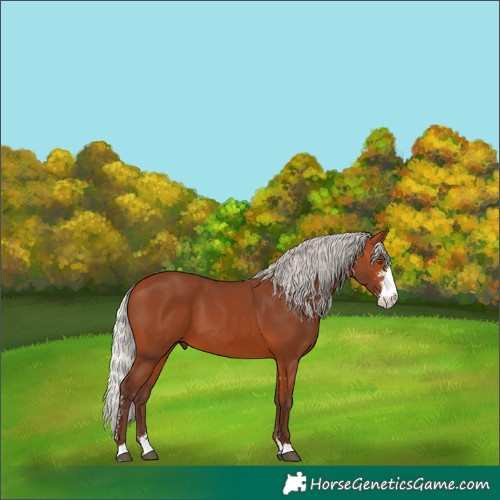 Horse Color:Silver Bay Sabino 