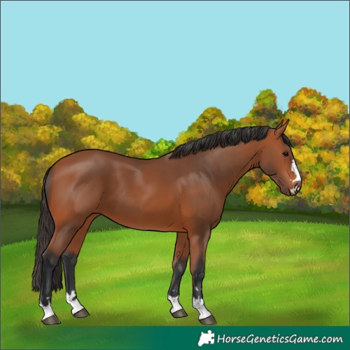 Horse Color:Bay 