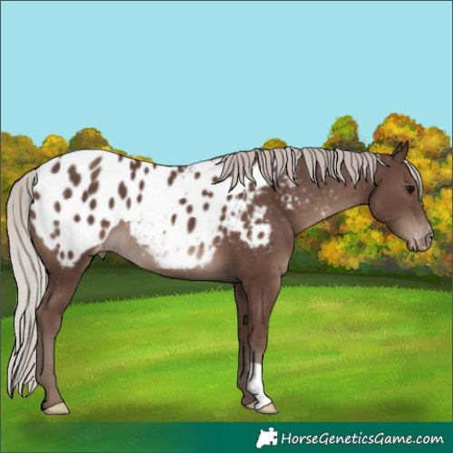 Horse Color:Silver Black Blanket 