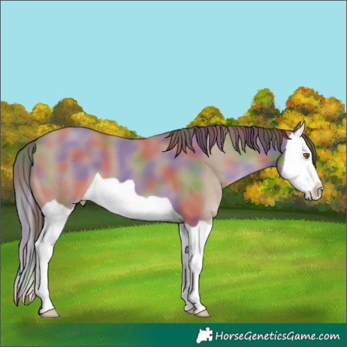 Horse Color:Nacre Classic Champagne Splash 
