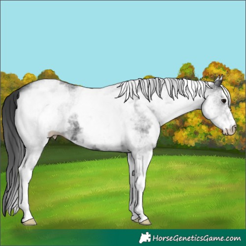 Horse Color:White Spotted Black 