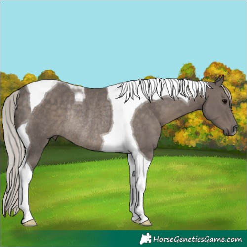 Horse Color:Silver Black Tobiano Rabicano