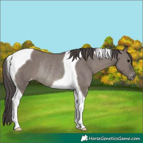 Horse Color:Smoky Grullo Tobiano Varnish Rabicano 