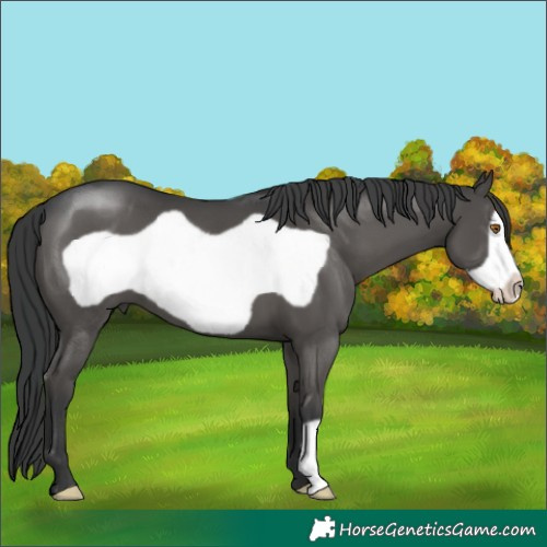 Horse Color:Black Frame