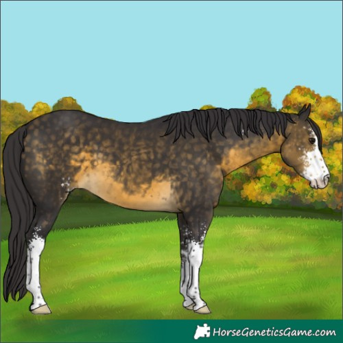 Horse Color:Buckskin Sabino
