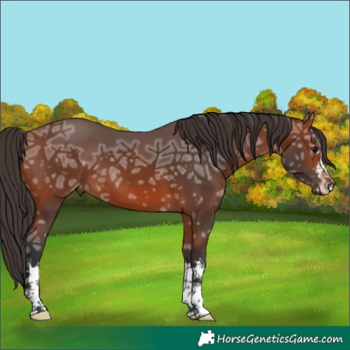 Horse Color:Bay Ice