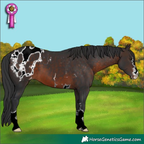Horse Color:Brown Appaloosa 