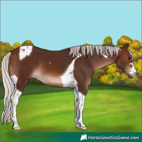 Horse Color:Silver Brown Tobiano 