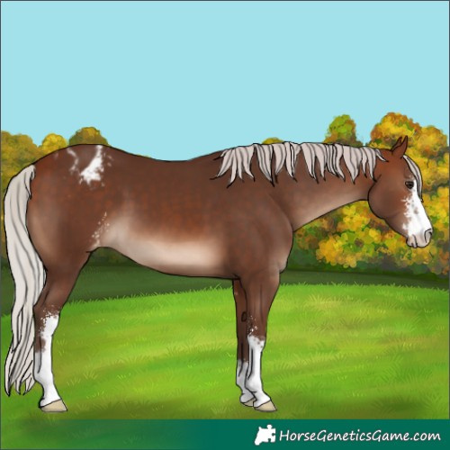 Horse Color:Silver Brown Sabino Varnish 