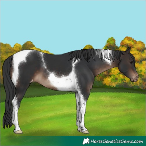 Horse Color:Brown Tobiano Varnish 