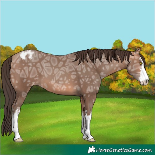 Horse Color:White Spotted Amber Champagne Ice Appaloosa