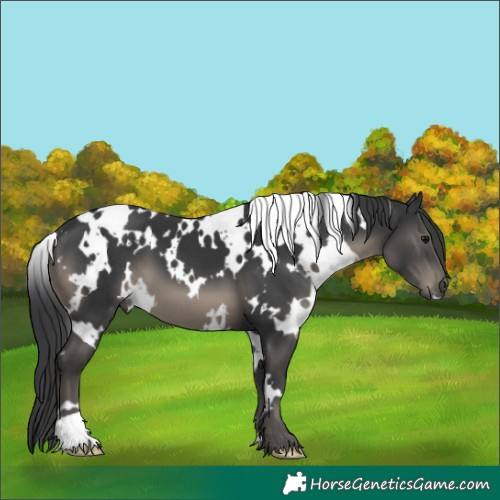 Horse Color:White Spotted Black