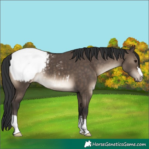 Horse Color:Brown Dun Snowcap 