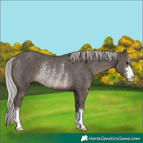 Horse Color:Silver Black Rabicano 