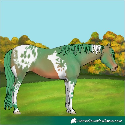 Horse Color:Watercolor Bay Tobiano Appaloosa 