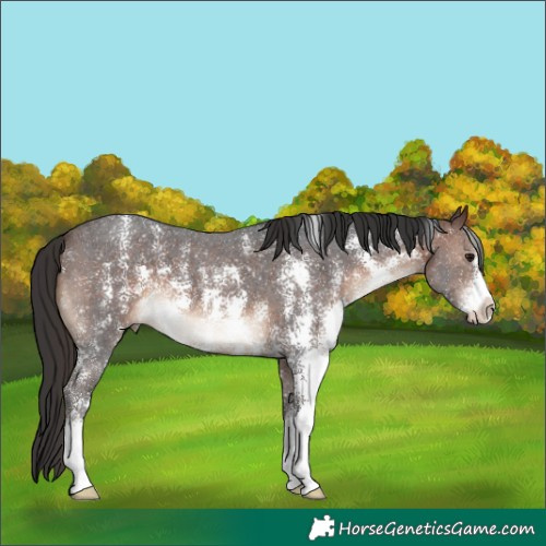 Horse Color:Brown Sabino 