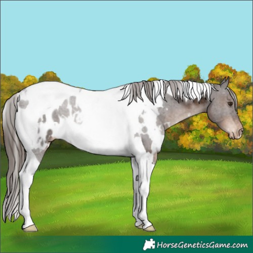 Horse Color:White Spotted Liver Chestnut Tobiano Appaloosa 