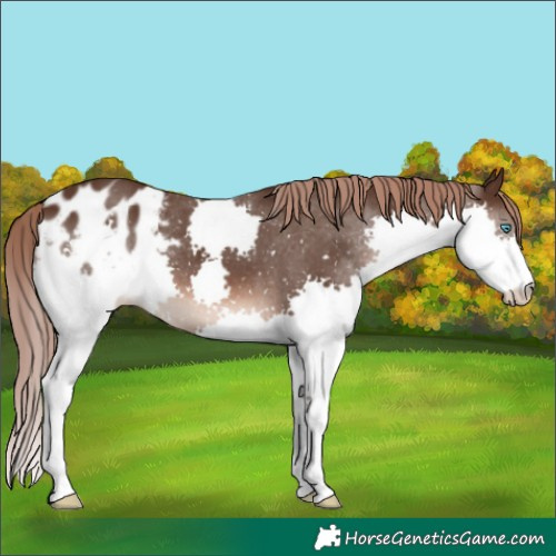 Horse Color:Liver Chestnut Splash Appaloosa 