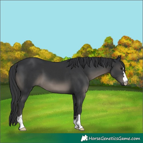 Horse Color:Black 