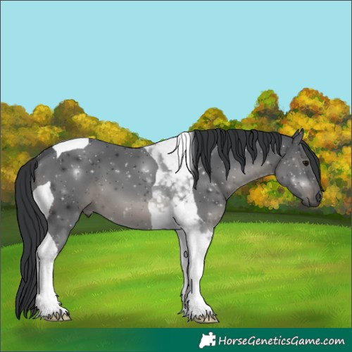Horse Color:Black Tobiano 
