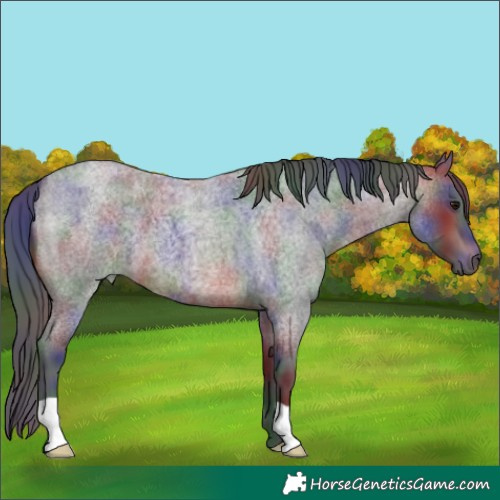 Horse Color:Nacre Brown Roan 