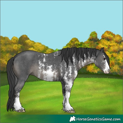 Horse Color:Black Sabino 