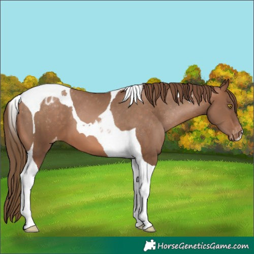 Horse Color:Brown Pearl Tobiano Varnish 