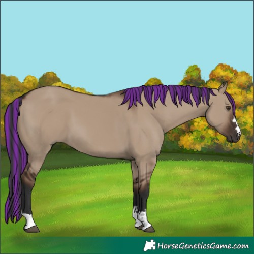 Horse Color:Painted Liver Red Dun 