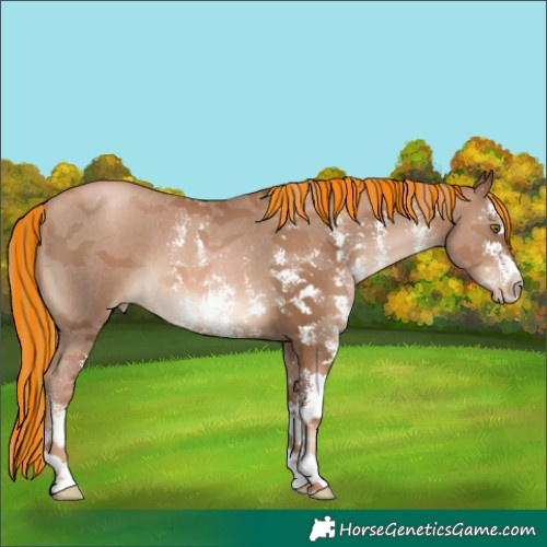 Horse Color:Painted Liver Chestnut Pearl Sabino 
