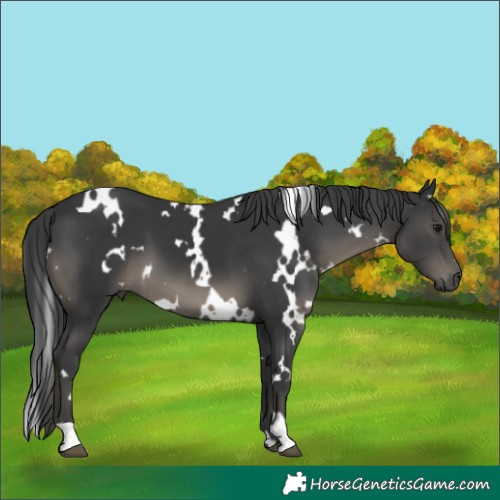 Horse Color:White Spotted Black