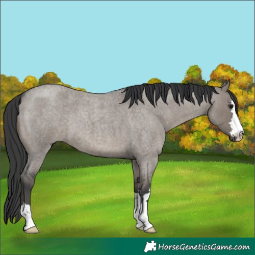 Horse Color:Grullo Roan 