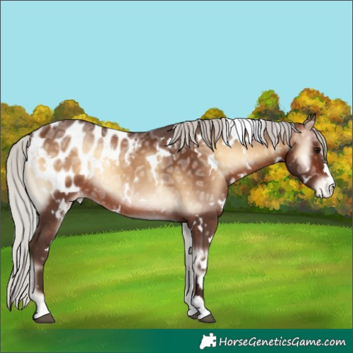 Horse Color:White Spotted Silver Bay Ice Onyx Appaloosa Rabicano 