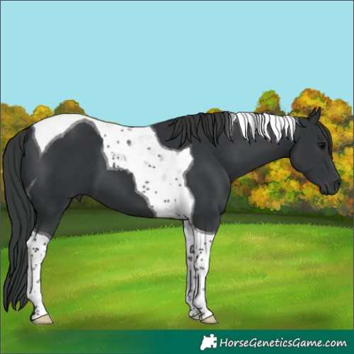 Horse Color:Black Tobiano 