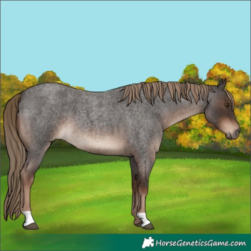 Horse Color:Liver Red Roan 