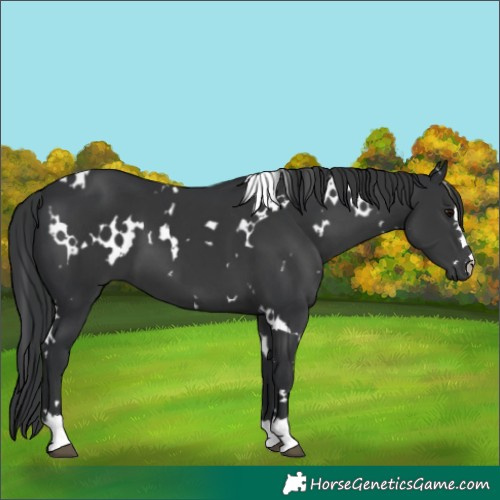 Horse Color:White Spotted Black 