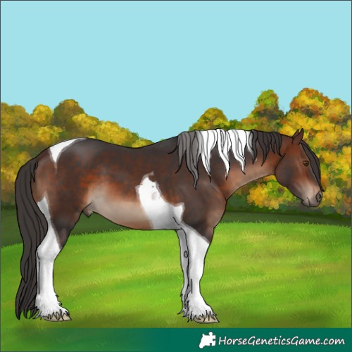Horse Color:Brown Tobiano