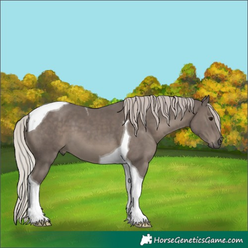 Horse Color:Silver Black Tobiano 