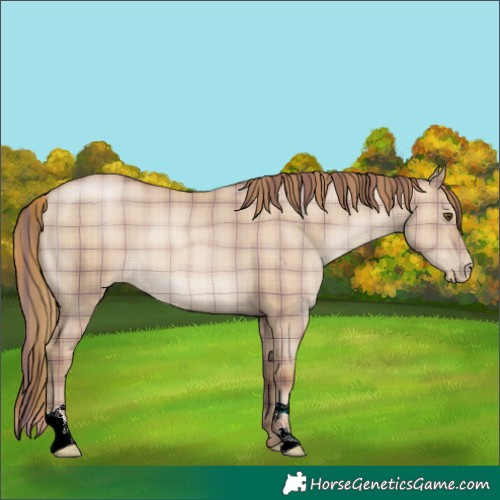 Horse Color:Plaid  Grullo Pearl 