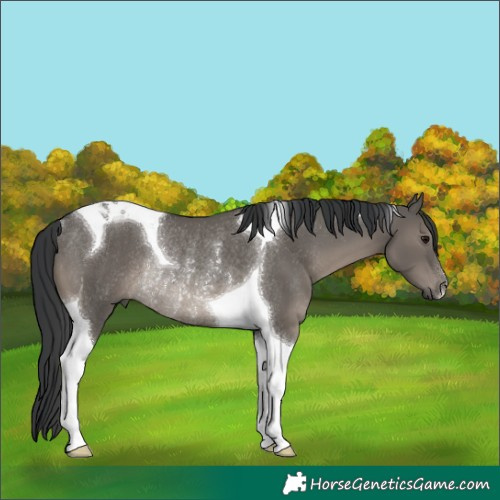 Horse Color:Grullo Tobiano Rabicano 