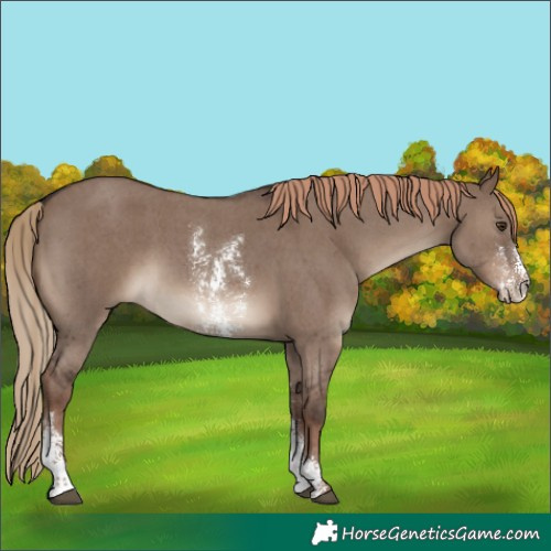 Horse Color:Liver Red Dun Sabino 