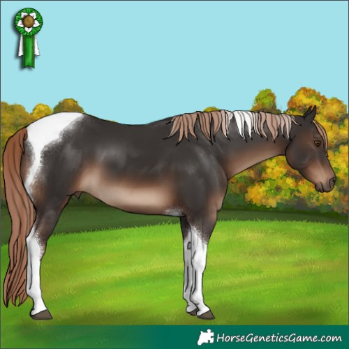 Horse Color:Liver Chestnut Tobiano 