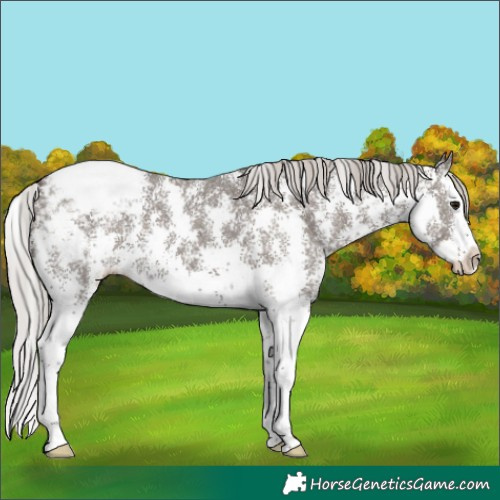Horse Color:Silver Black Sabino Splash Appaloosa 